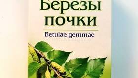 Березовые почки: применение и инструкция по использованию в Интимиссими